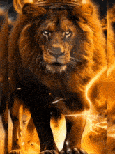 a lion wearing a crown is surrounded by fire