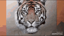 Tiger Drawing GIF