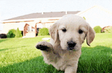 a puppy is jumping in the grass with its paw up