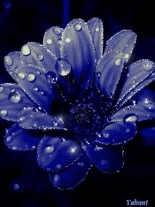 Flower Raindrops GIF - Flower Raindrops GIFs