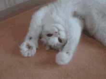 Hey Cat GIF - Hey Cat Waving GIFs
