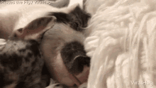 Viralhog Pig GIF