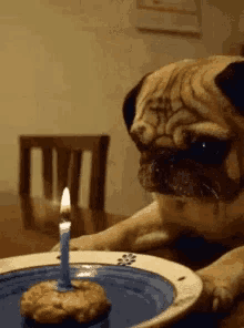 Pug Birthday GIF - Pug Birthday GIFs