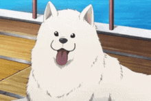 a white dog with a pink tongue sticking out is sitting next to a pool .