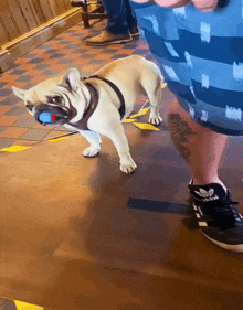 a dog with a blue ball in its mouth is walking next to a person wearing adidas shoes