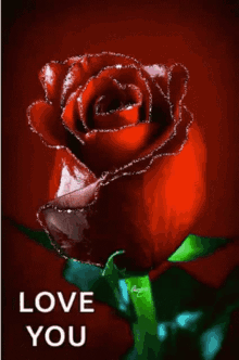 I Love You Red Rose GIF