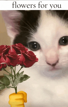 a black and white cat is holding a bunch of red roses
