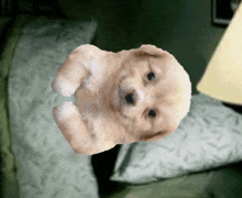 a small puppy is laying on its back on a bed next to a lamp