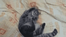 Fast Cat Cute Cat GIF - Fast Cat Cute Cat Hug Me GIFs