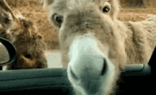 Jack Donkey GIF - Jack Donkey GIFs
