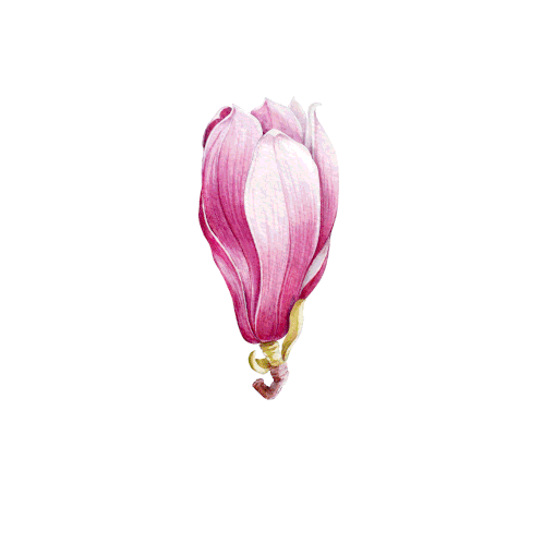 May Magnolia Jon Langston Sticker - May Magnolia Jon Langston May Magnolia Song Stickers