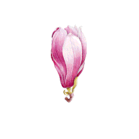 May Magnolia Jon Langston Sticker - May Magnolia Jon Langston May Magnolia Song Stickers