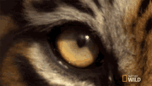 Eye Of A Tiger Tigers Fight For Territory GIF - Eye Of A Tiger Tigers Fight For Territory Look Around GIFs
