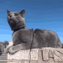Im The King Of The World GIF - Im The King Of The World GIFs