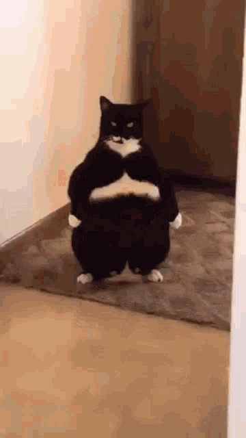 Fat Cat Laser Eyes GIF - Fat Cat Laser Eyes Angry Cat GIFs