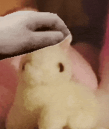 a close up of a teddy bear with a person 's hand on it