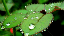 Dew Drops GIF - Dew Drops GIFs