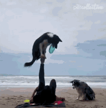 Dog The Pet Collective GIF - Dog The Pet Collective Pet Lover GIFs