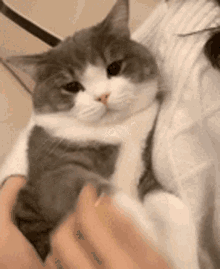 Dimden Cute GIF - Dimden Cute Cute Cat GIFs