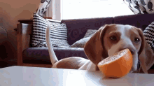 ...Now What? GIF - Animal Dog Orange GIFs
