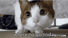 Cat Where To Go Today GIF