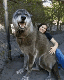 wolf big dog pet smile cute