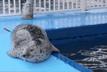 a seal is laying on the edge of a pool with a watermark that says aquaworld