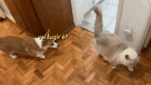 Gato Cachorro GIF - Gato Cachorro Cat GIFs