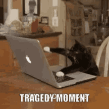 Tragedy Moment Homework Time GIF - Tragedy Moment Homework Time Cat GIFs