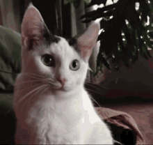 Yes Cat Yes GIF - Yes Cat Yes Cat GIFs
