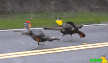 two birds are running down a road with guns on their backs