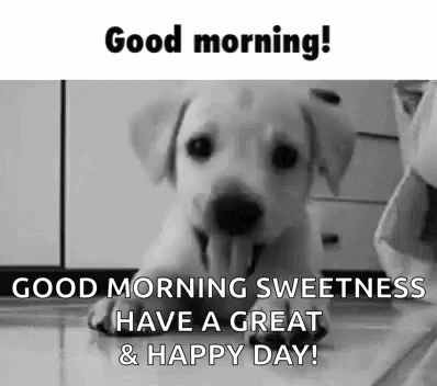 dog good morning