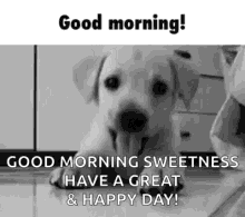 Good Morning Dog GIF - Good Morning Dog Puppy GIFs