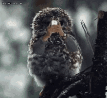 Birdswitharms Owl GIF - Birdswitharms Owl Picsplease GIFs