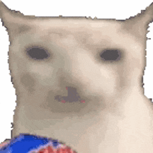 a close up of a cat 's face holding a blue and red ball .