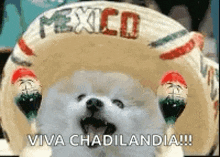 a pomeranian dog wearing a sombrero and maracas is standing in front of a mexico hat .