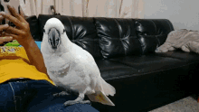 cockatoo sneeze talking sulphur crested cockatoo