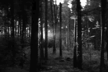 a black and white photo of a dark forest with lots of trees