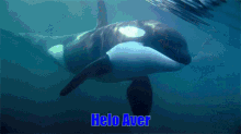 Helo Aver Dumb Orca GIF - Helo Aver Dumb Orca Helo GIFs