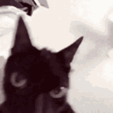 Cat Angry GIF - Cat Angry Feline GIFs