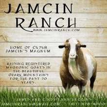 a brown and white goat is standing in the grass on a wooden sign for jamcin ranch .