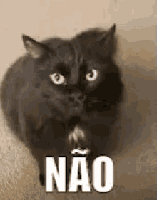 Gatobravo Não Nãomeirrita Medeixa GIF - Mad Cat No Dont Annoy Me GIFs