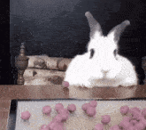 a white rabbit is sitting on a table with a bunch of pink balls on it