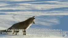Fox Dive GIF - Fox Dive Snow GIFs