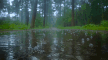Forest Nature GIF