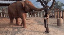 Cute Elephant GIF - Cute Elephant Love GIFs