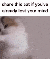 a picture of a cat with a caption that says share this cat if you 've already lost your mind
