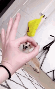 Funny Animals Dogs GIF - Funny Animals Dogs Ok GIFs