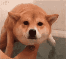 Swim Doge GIF - Swim Doge Dog GIFs