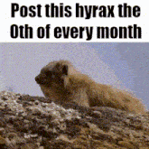 a picture of a hyrax sitting on top of a rock with the caption post this hyrax the oth of every month